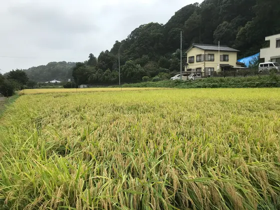 黄金の稲穂