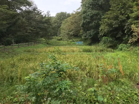 ミニマム田んぼ