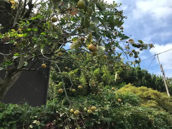 柿が生っています。