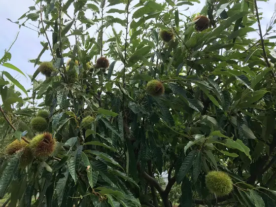 栗も生ってます。