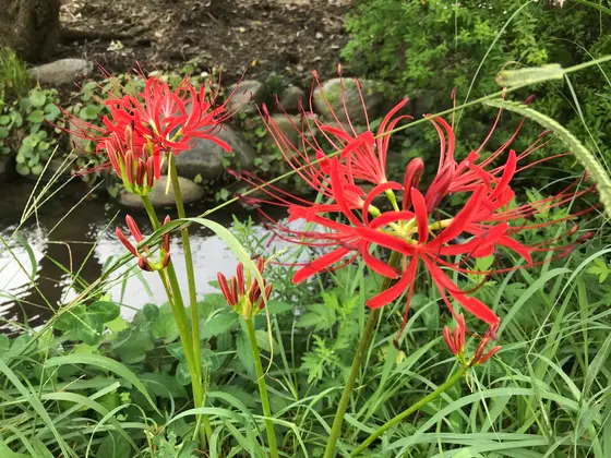 彼岸花ですね。