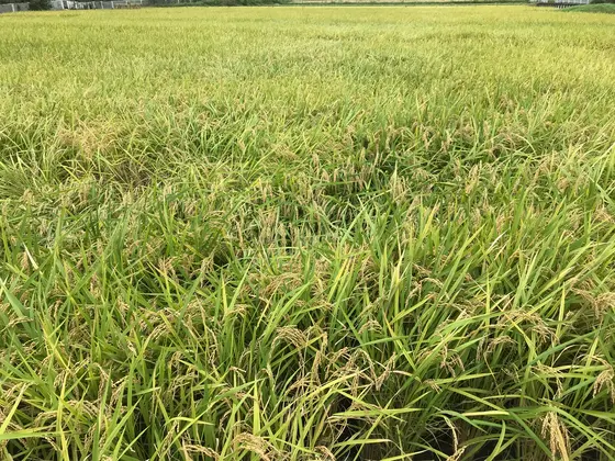 と言う事で舞岡公園でした。