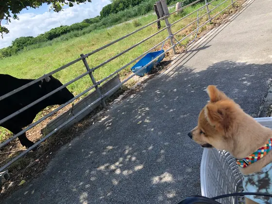 水牛ぃっぱぃいます