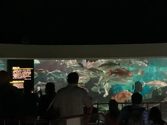 海女さんによる餌付け