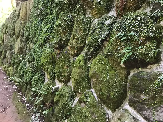 苔もゴイスー