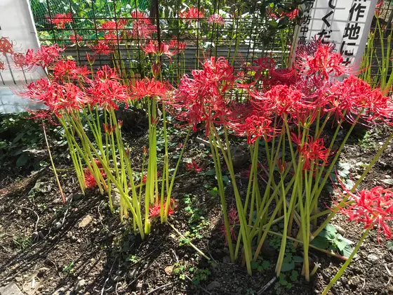 さぁ、彼岸花です。