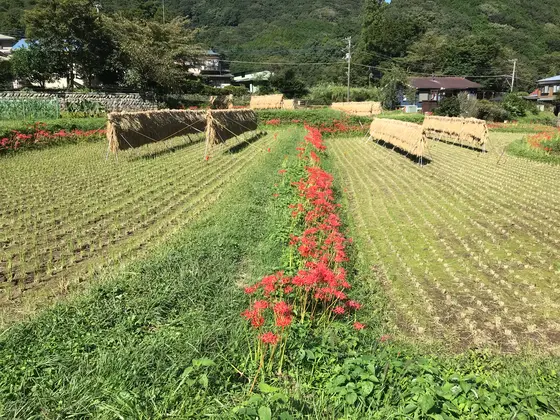 一直線w