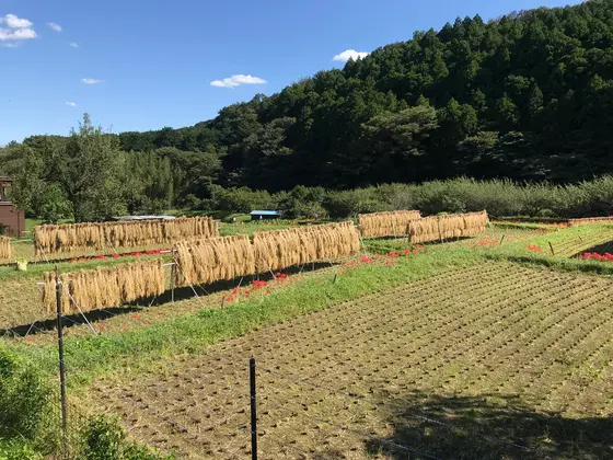 ちょっと腹も減ってw