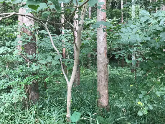スズメ蜂は慣れてる筆者ですw