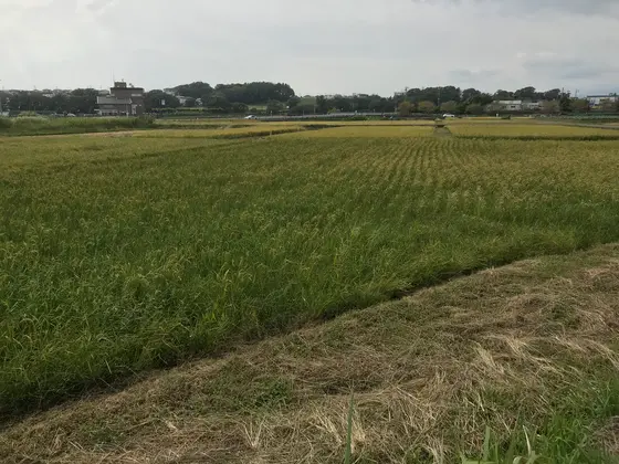 この景色は素晴らしい。