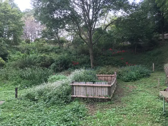 恐ろしく繁ってますw