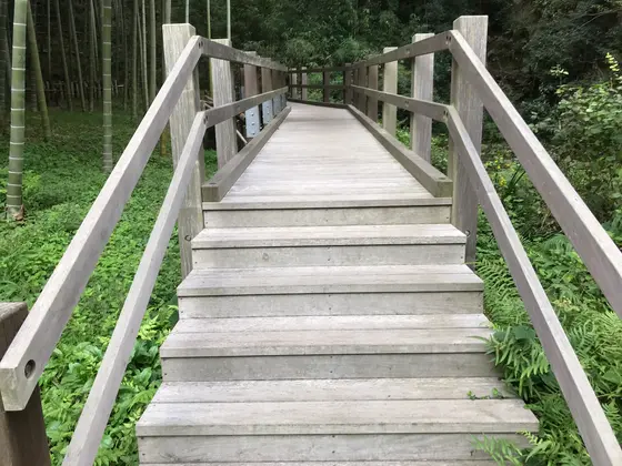 綺麗な木道
