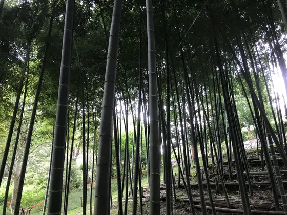 うおぅゴイスー♪