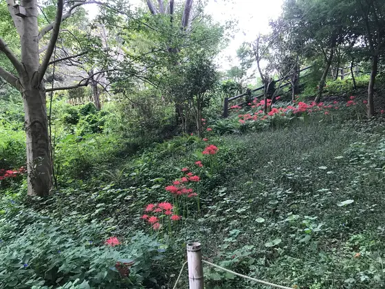 彼岸花よく撮ってますw