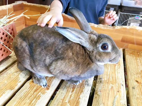 うさモルハウス