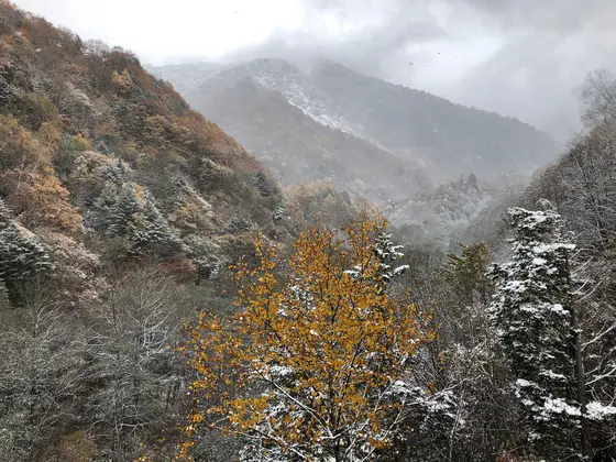 紅葉と雪