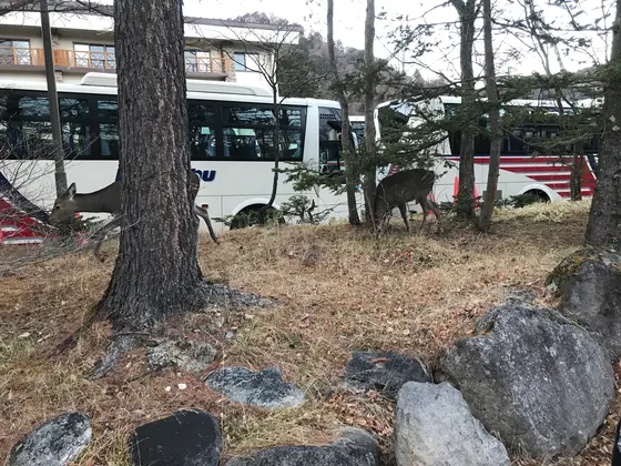 野生の鹿がお出迎え^ ^