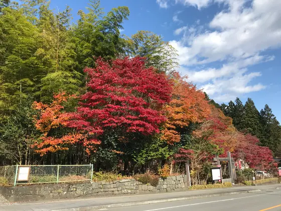 見事なモミジです。