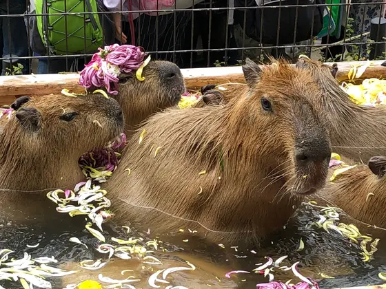 さくら名所100選・日本の名松100選に選ばれた臥竜公園内にある動物園