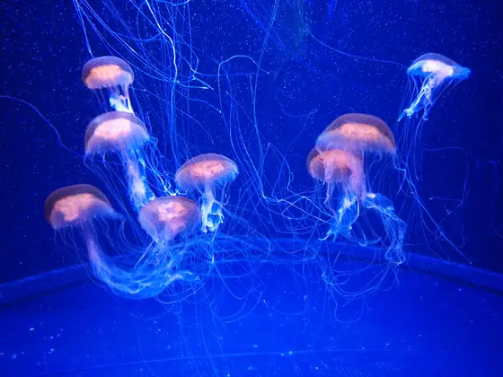 クラゲ