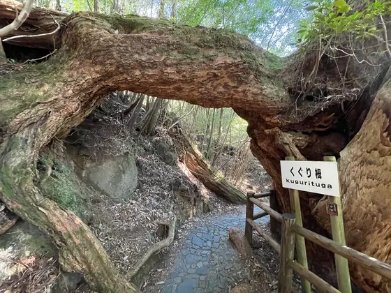 くぐり杉！？