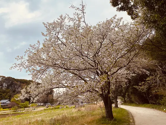 桜