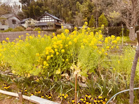 菜の花