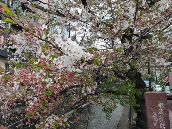 もうひとつのお散歩コース