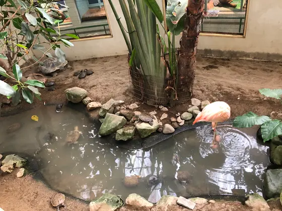 フラミンゴ