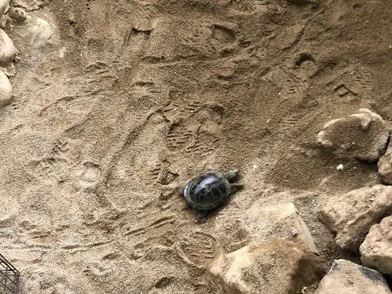 カメ