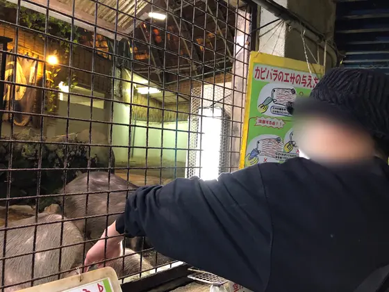 カピバラとの触れ合い