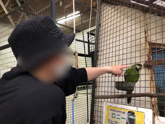 インコとの触れ合い