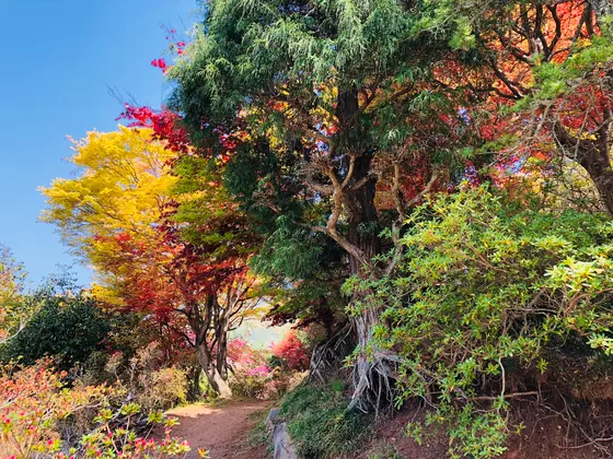 花見山の道中