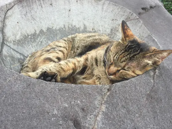 名物の蒸し猫