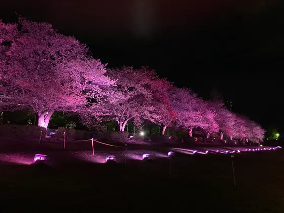 桜は散ってしまいましたが…