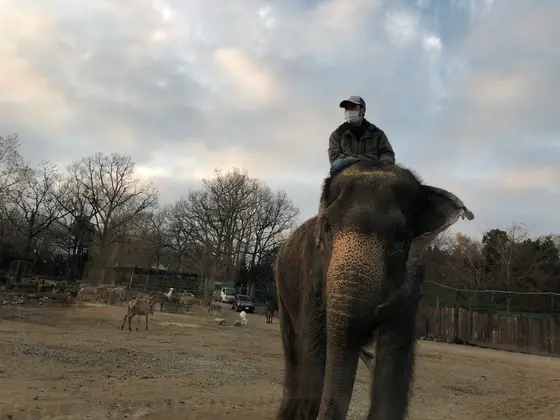 ゾウ