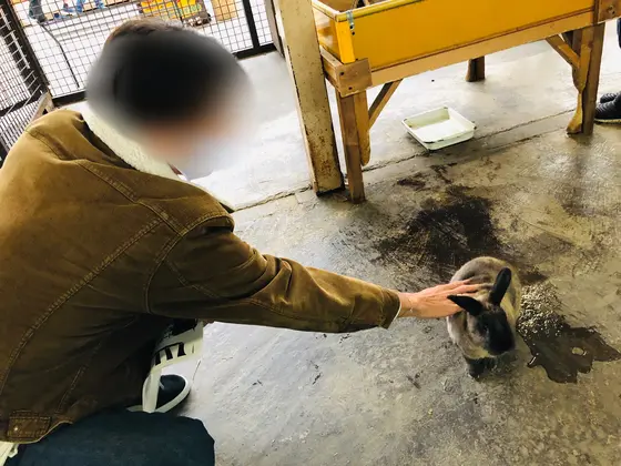 ウサギ