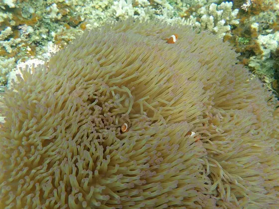 ニモ