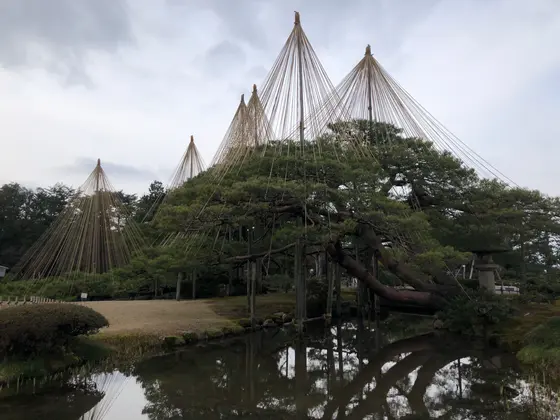 冬の景色でお馴染みの兼六園・雪吊り