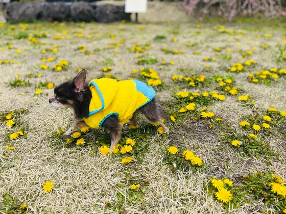 たんぽぽ色✨