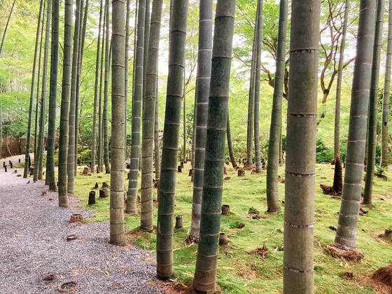 応挙竹林