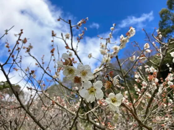 梅がキレイに咲いていました