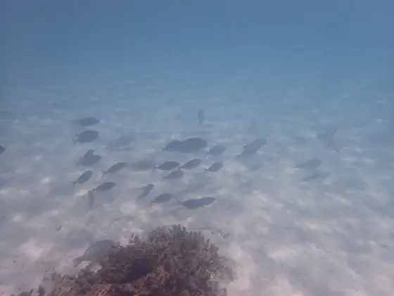 お魚いっぱい