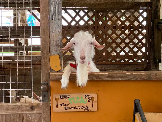 いろんな動物たちがいます