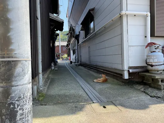 日陰に行くといます😽