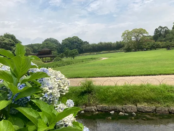 紫陽花