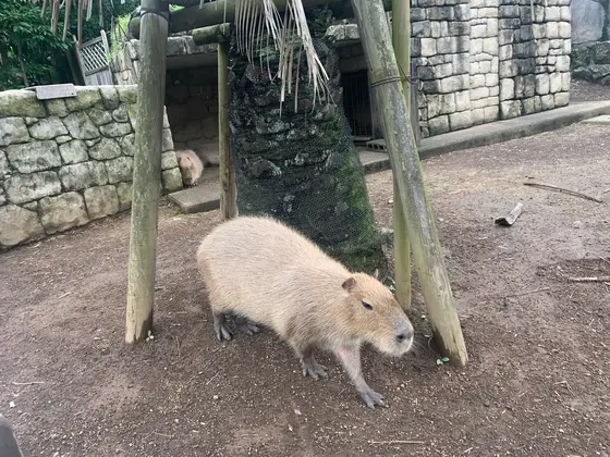 カピバラとの距離もかなり近いです