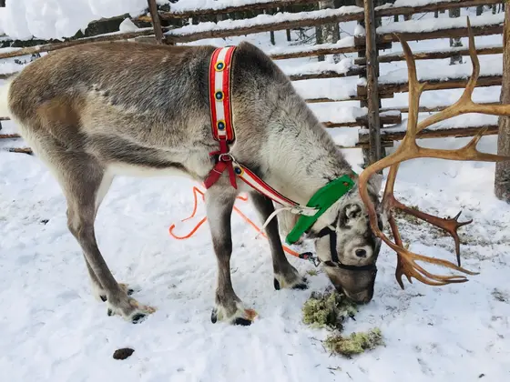 トナカイとの触れ合いも