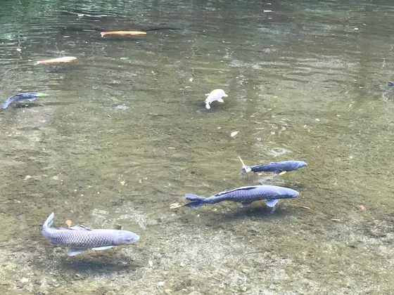 鯉