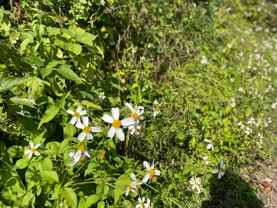 11月にも関わらず道端には可愛い花が🌼
